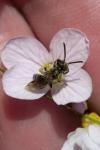 Andrena