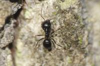 Lasius fuliginosus