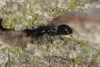 Lasius fuliginosus