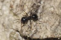 Lasius fuliginosus