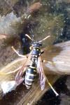 Polistes dominula