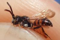 Nomada atroscutellaris