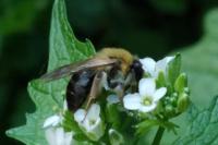 Andrena nitida
