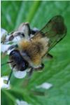 Andrena nitida