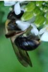 Andrena nitida