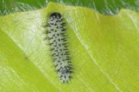 Periclista pubescens
