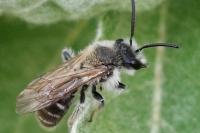 Andrena