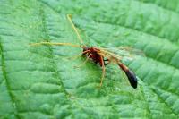 Eremotylus marginatus