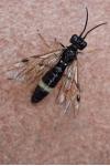 Emphytus cinctus