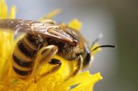 Halictus scabiosae