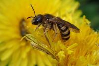 Halictus scabiosae