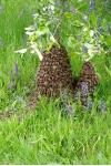 Apis mellifera