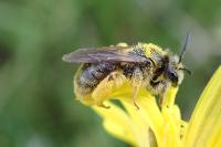 Andrena humilis