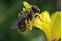 Andrena humilis