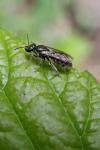 Lasioglossum