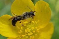 Chelostoma florisomne