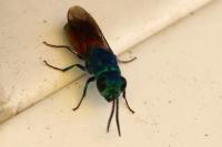 Chrysis