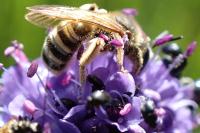 Halictus scabiosae