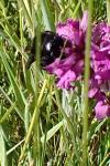 Xylocopa