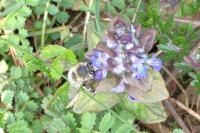 Anthophora
