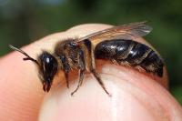 Andrena bimaculata