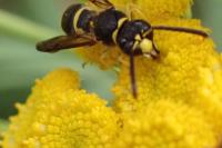 Ancistrocerus