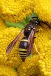 Ancistrocerus