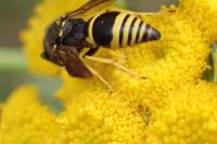 Ancistrocerus