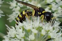 Ectemnius lituratus
