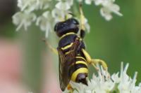 Ectemnius lituratus