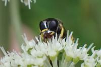 Ectemnius lituratus