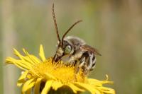 Tetralonia alticincta