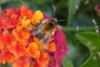 Bombus pascuorum