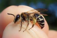 Andrena propinqua