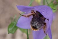 Melitta haemorrhoidalis