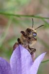 Melitta haemorrhoidalis