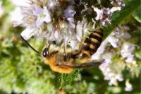 Colletes hederae