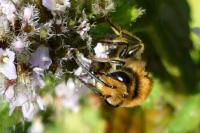 Colletes hederae