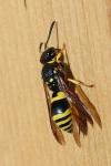 Ancistrocerus nigricornis