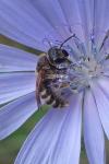 Halictus scabiosae