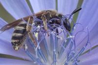 Halictus scabiosae