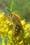 Colletes hederae