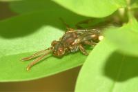 Nomada