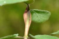Hoplocampoides xylostei