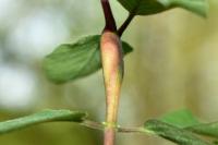 Hoplocampoides xylostei