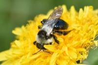 Andrena cineraria