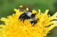 Andrena cineraria