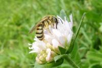 Halictus scabiosae