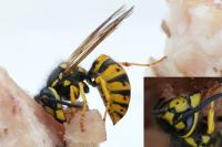 Vespula germanica