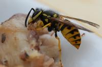 Vespula germanica